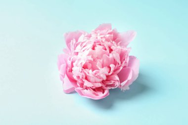 Güzel kokulu peony çiçek renk arka plan üzerinde