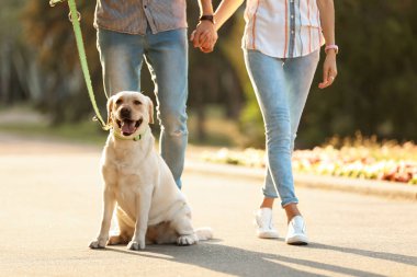 Owners walking their yellow labrador retriever outdoors clipart