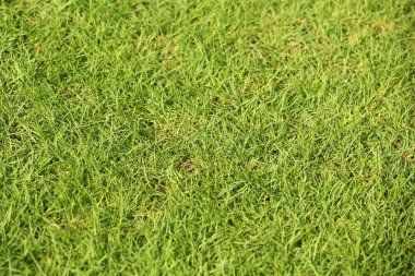 Arka plan olarak taze çimenler, yakın plan