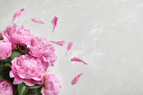 Красиві Ароматні Квіти Півонії Кольоровому Фоні — стокове фото