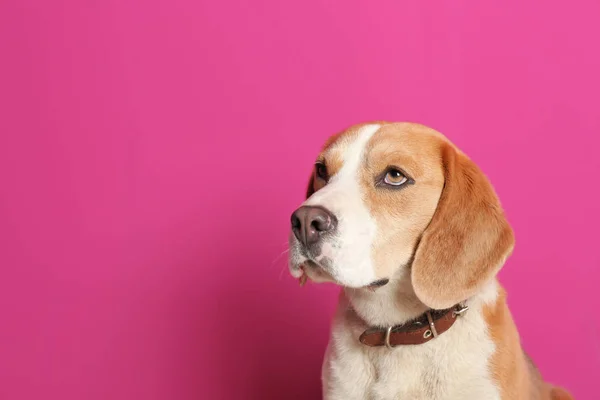 Beagle ขบนพ นหล — ภาพถ่ายสต็อก