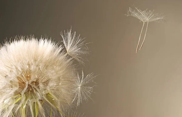 Cabeza Semilla Diente León Blanco Sobre Fondo Gris — Foto de Stock