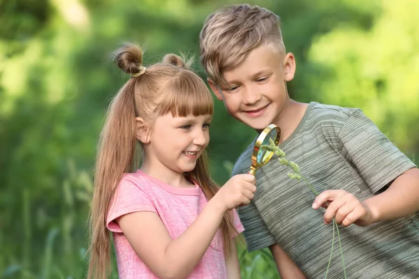 Crianças Pequenas Explorando Plantas Livre Campo Férias — Fotografia de Stock
