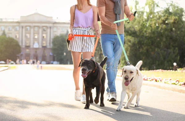 Sahipleri onların labrador retriever açık havada güneşli günde yürüyüş