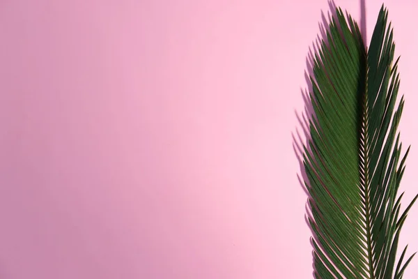 Красивий Тропічний Лист Кольоровому Фоні Вид Зверху — стокове фото