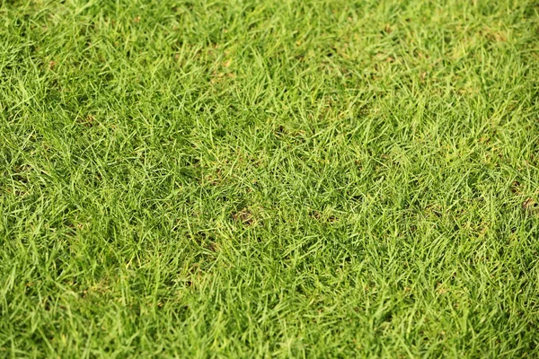 Arka plan olarak taze çimenler, yakın plan