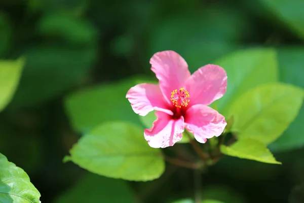 Piękny Kwiat Tropical Resort Słoneczny Dzień — Zdjęcie stockowe