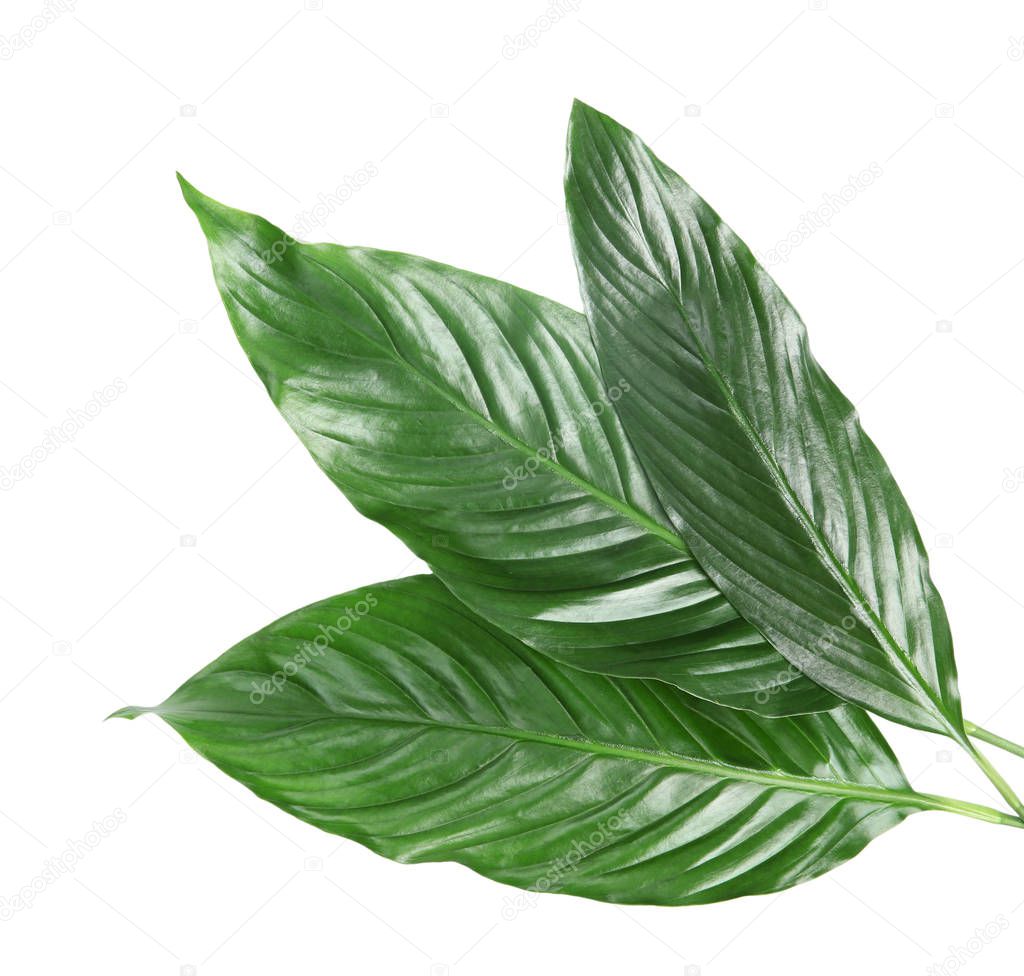 Beautiful tropical Spathiphyllum leaves on white background