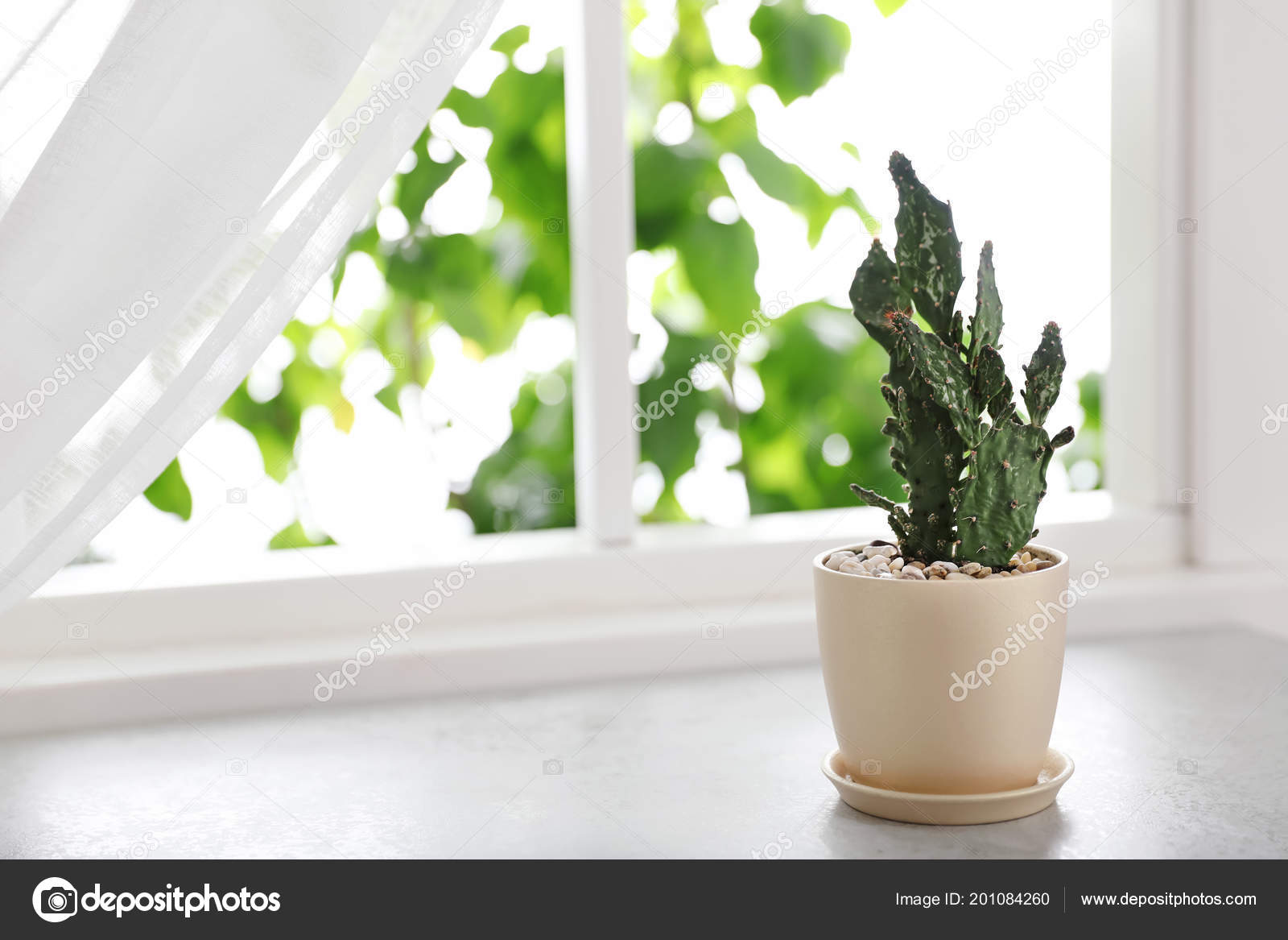 Beautiful Cactus Ceramic Pot Windowsill Stock Photo