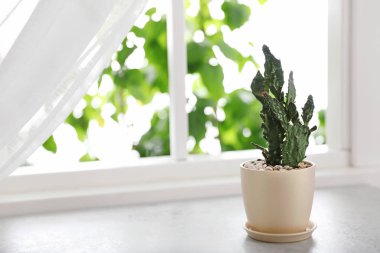 Pencere üzerinde seramik tencerede güzel kaktüs