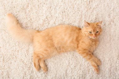 Şirin kedi evde, üstten görünüm halı yalan