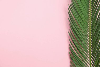 Tropikal yapraklar renk arka plan üzerinde düz yatıyordu kompozisyon