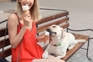Sahibi onu sarı labrador geri almak açık havada dondurma ile tedavi