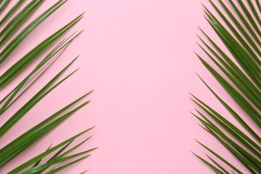 Güzel tropikal yapraklar renk arka plan, üstten görünüm