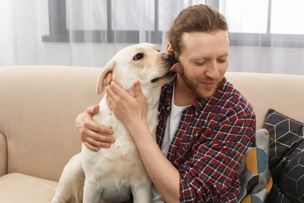 室内のソファの上の所有者と愛らしい黄色いラブラドル レトリーバー犬 — ストック写真