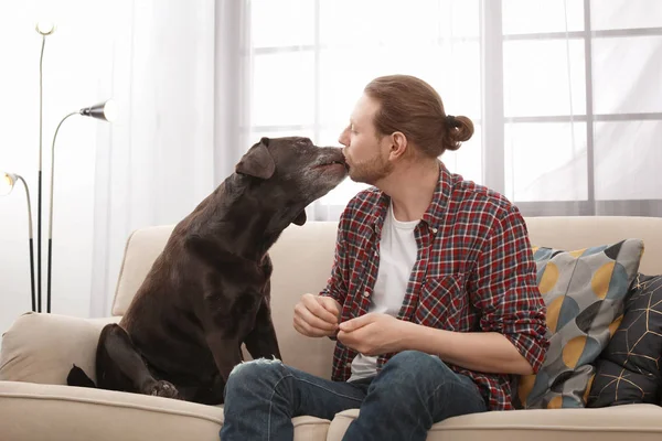 Adorable Labrador Retriever Marrón Con Dueño Sofá Interior — Foto de Stock