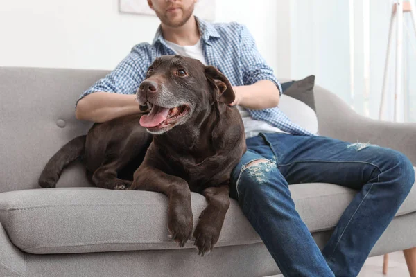 室内のソファの上の所有者と愛らしい茶色ラブラドル レトリーバー犬 — ストック写真