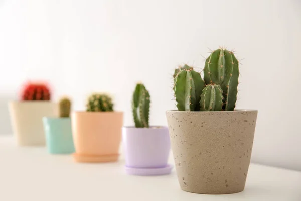 Indah Kaktus Dalam Pot Bunga Meja Putih Dalam Ruangan — Stok Foto