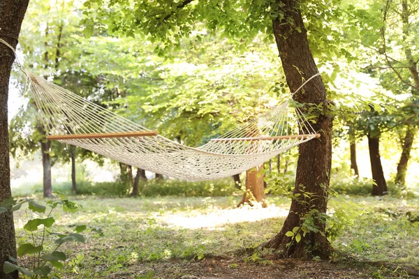 Hamac Vide Extérieur Jour Ensoleillé Camp Été — Photo