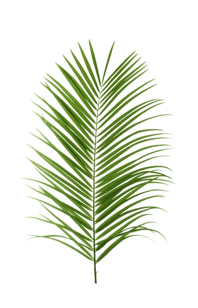 Beyaz arka plan güzel tropikal Sago palmiye yaprağı