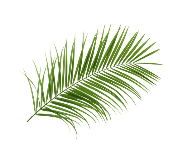 Bela Folha Palmeira Sago Tropical Fundo Branco — Fotografia de Stock