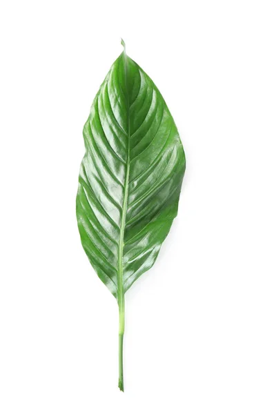 Beautiful Tropical Spathiphyllum Leaf White Background — Stock Photo, Image