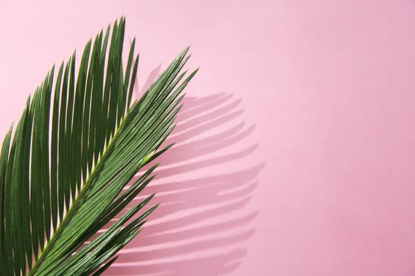 Tropikal yapraklar renk arka plan üzerinde düz yatıyordu kompozisyon