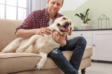 Kanepede kapalı sahibi ile Adorable sarı labrador geri almak