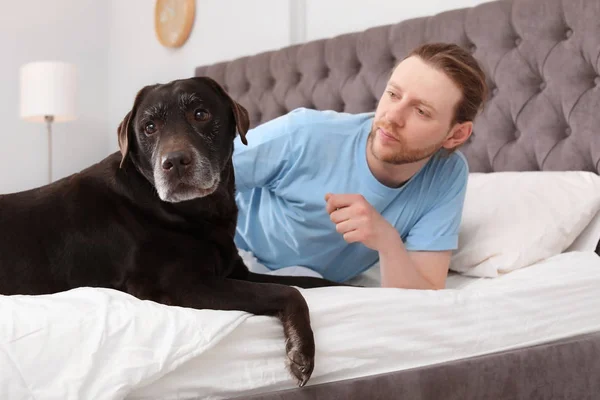 室内のベッドの上の所有者と愛らしい茶色ラブラドル レトリーバー犬 — ストック写真
