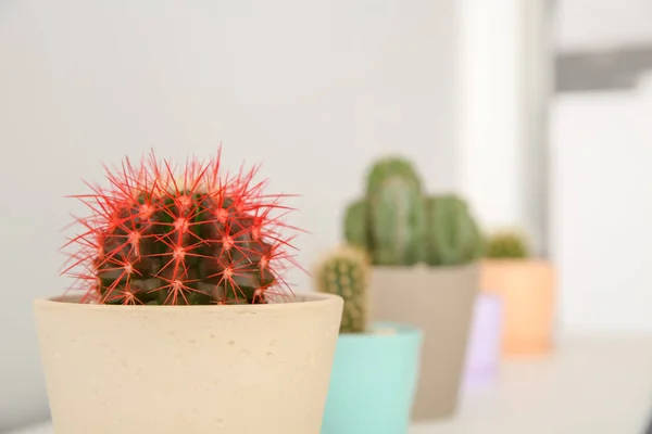 Hermoso Cactus Maceta Sobre Fondo Borroso Primer Plano — Foto de Stock