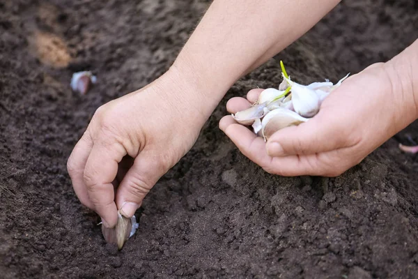 Mulher Plantando Dentes Alho Solo Close — Fotografia de Stock