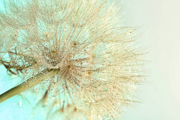 Açık Renkli Karahindiba Tohum Başına Yakın Çekim — Stok fotoğraf