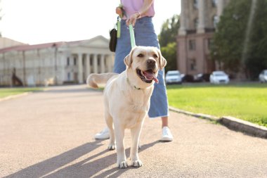 Sahibi onu sarı labrador geri almak açık havada yürüyüş