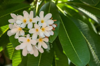Tropikal tatil güneşli güzel beyaz çiçekler