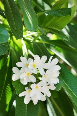 Tropikal tatil güneşli güzel beyaz çiçekler