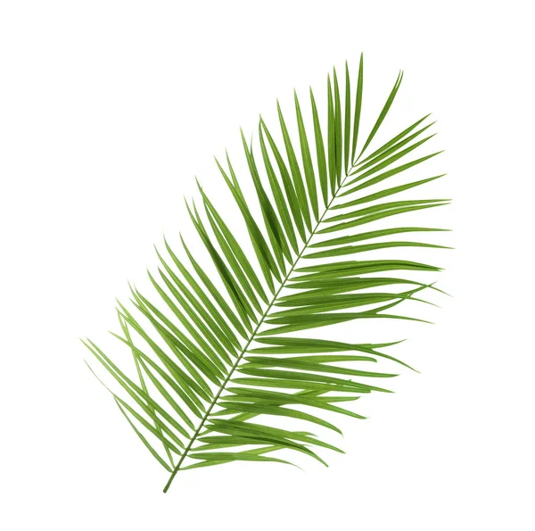 Beyaz Arka Plan Güzel Tropikal Sago Palmiye Yaprağı — Stok fotoğraf