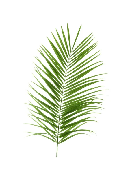 Bela Folha Palmeira Sago Tropical Fundo Branco — Fotografia de Stock