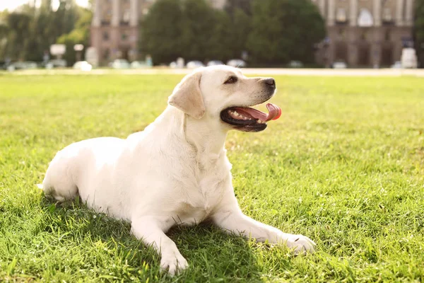 Güneşli günü açık havada sevimli sarı labrador geri almak