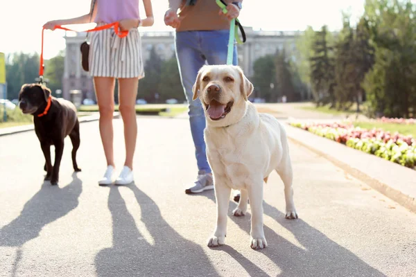 Propietarios Paseando Sus Labradores Recuperadores Aire Libre Día Soleado —  Fotos de Stock