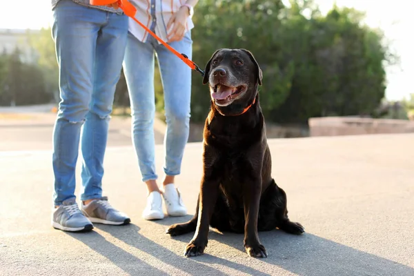 Onların kahverengi labrador geri almak açık havada yürüyüş sahipleri