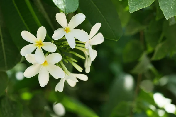 Vackra Vita Blommor Tropical Resort Solig Dag — Stockfoto