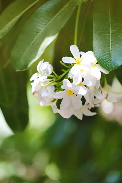 Beautiful White Flowers Tropical Resort Sunny Day — Stock Photo, Image