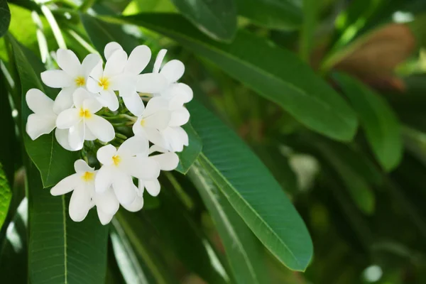 晴れた日にトロピカル リゾートで美しい白い花 — ストック写真