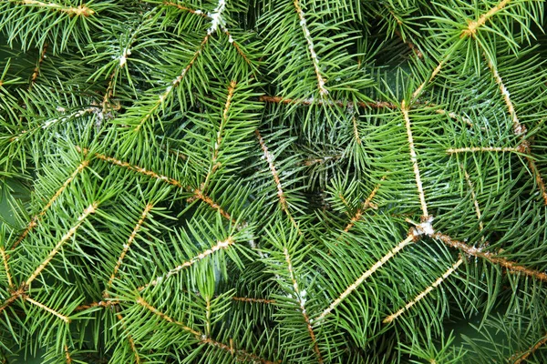 Ramos Árvore Natal Como Fundo — Fotografia de Stock