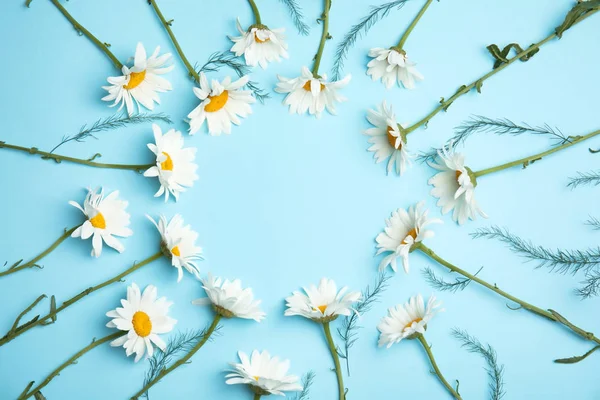 Frame Made Beautiful Chamomile Flowers Color Background — Stock Photo, Image