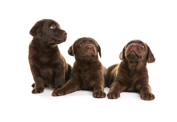 Choklad Labrador Retriever Valpar Vit Bakgrund — Stockfoto