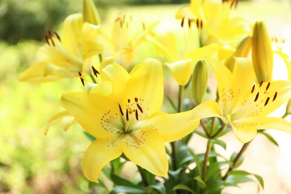 Bellissimi Fiori Giglio Fiore Giardino Primo Piano — Foto Stock