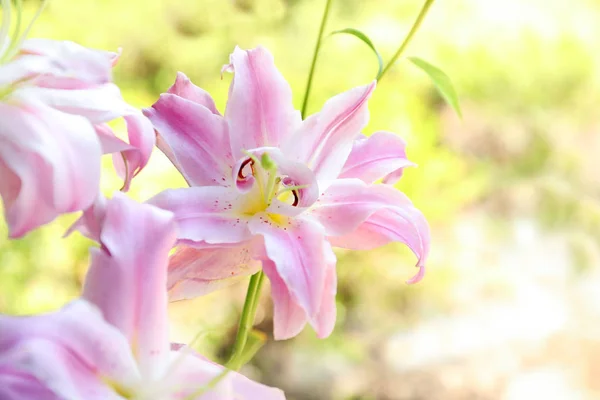 クローズ アップに咲くユリの花を美しい — ストック写真