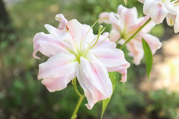 美丽盛开的百合花在花园 — 图库照片