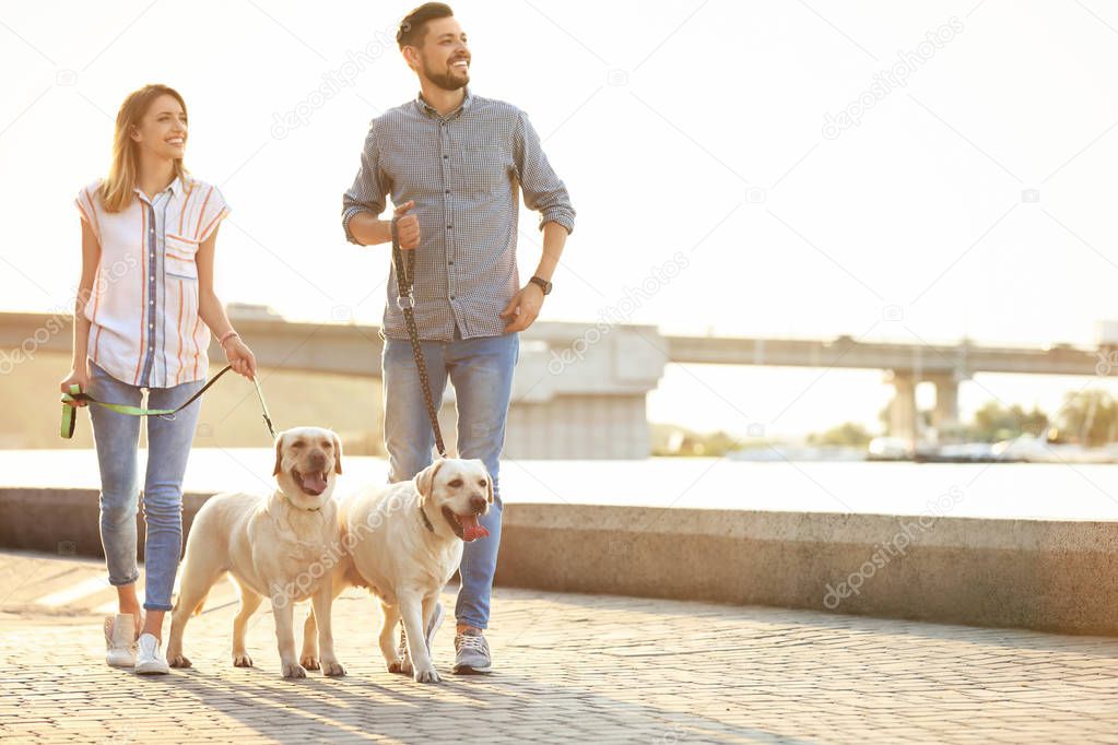 Owners walking their yellow labrador retrievers outdoors